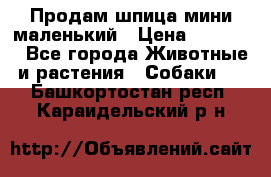 Продам шпица мини маленький › Цена ­ 15 000 - Все города Животные и растения » Собаки   . Башкортостан респ.,Караидельский р-н